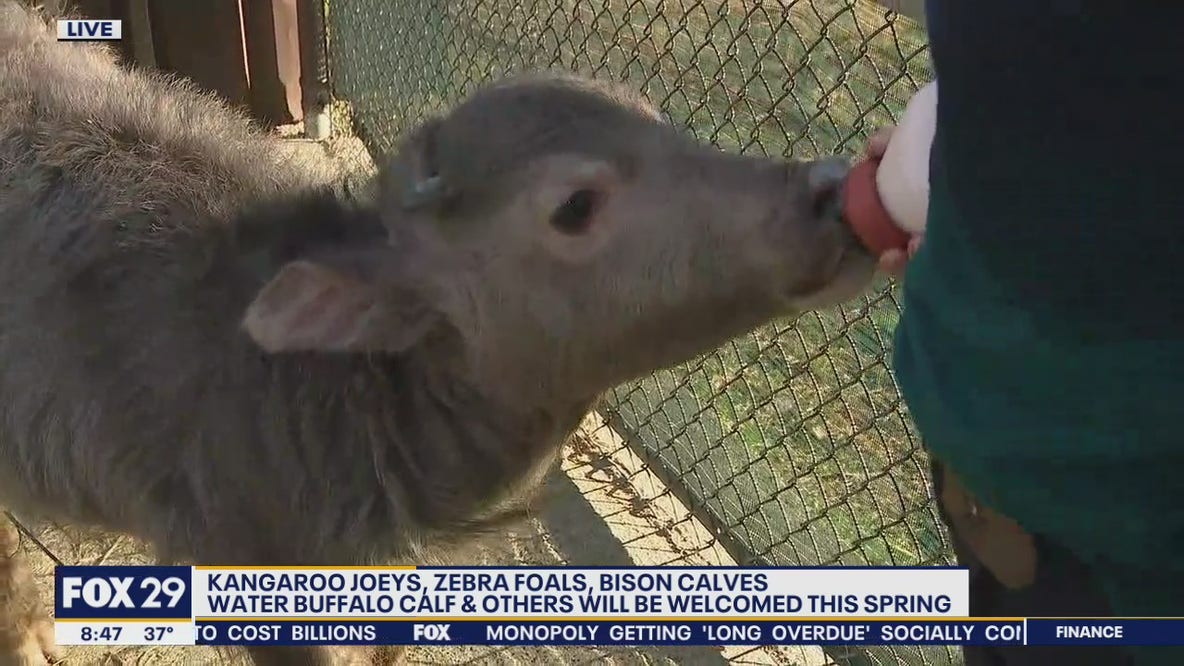 Safari Adventure has welcomed numerous baby animals this spring